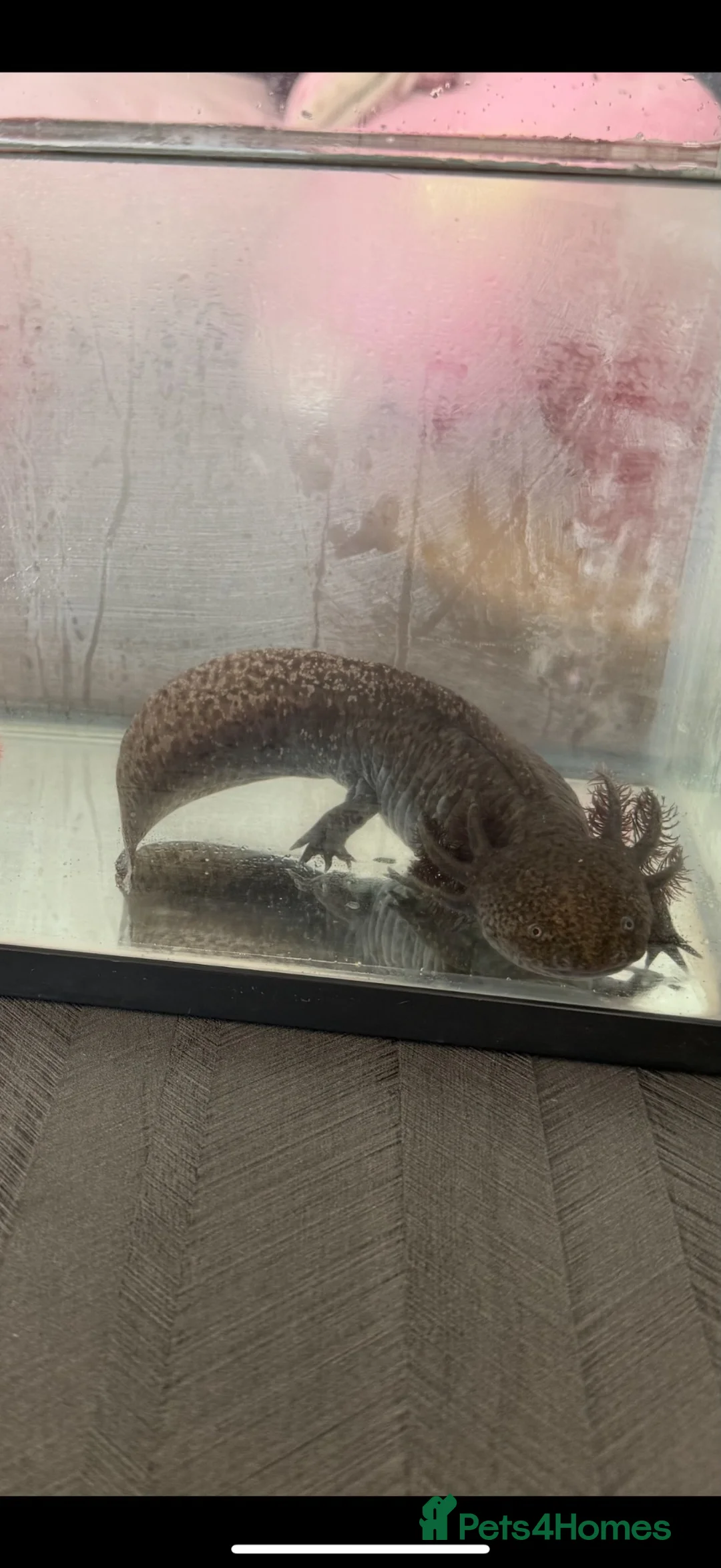 Axolotl reptiles for sale: Axolotl  - Advert 2