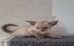 Oriental cats for sale: Oriental kittens - Image 3