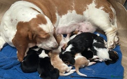 Basset Hound dogs for sale: Basset hound puppies for sale!! KC reg. - Image 1