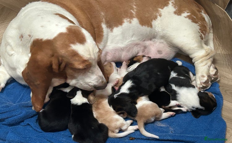 Basset Hound dogs - Advert 1