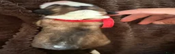 Saint Bernard dogs for sale: Exceptional St Bernard Puppies - Advert 10
