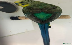 Budgerigars birds for sale: Budgerigars for sale mixed ages mixed genders - Image 15