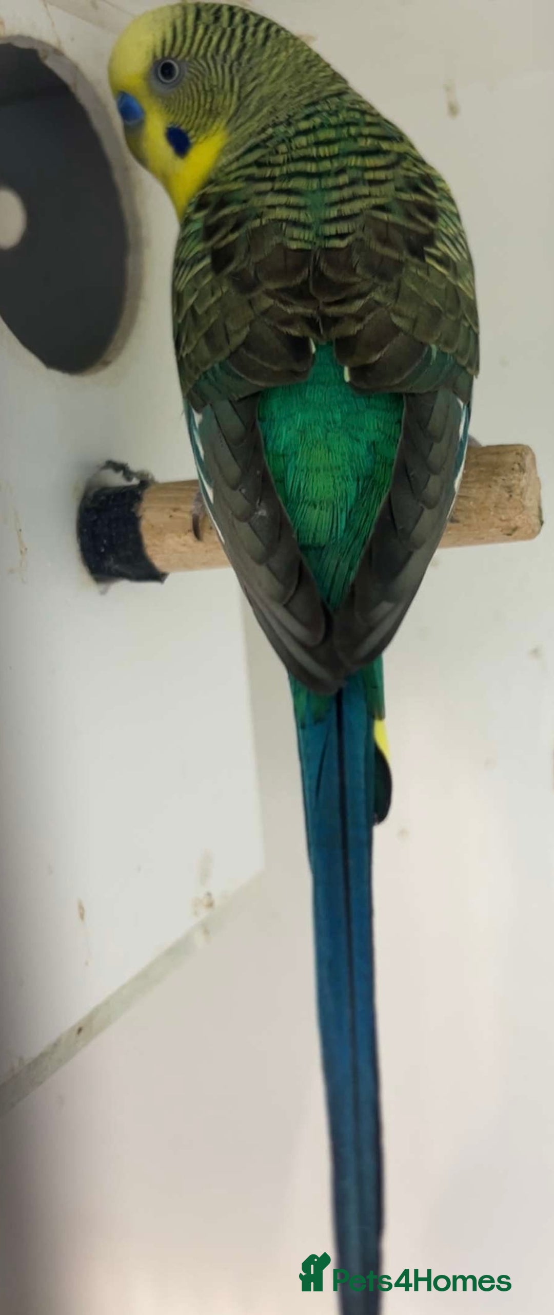 Budgerigars birds for sale: Budgerigars for sale mixed ages mixed genders - Image 15