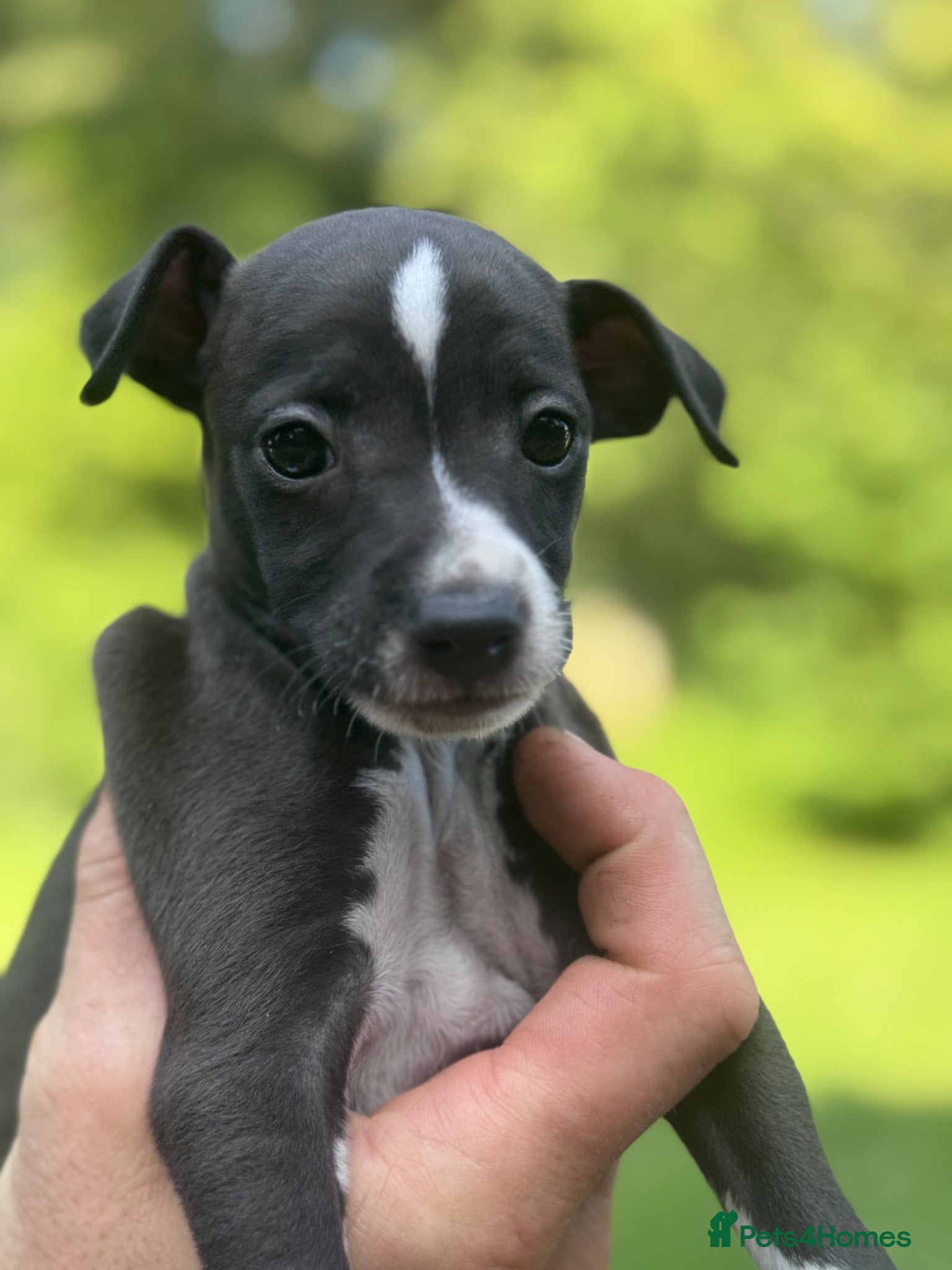 Mixed Breed dogs One Tiny 3/4 IG boy left! - Advert 2