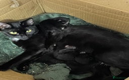 American Shorthair cats for sale: 3 kittens available October (tuxedo and black cat) - Image 2