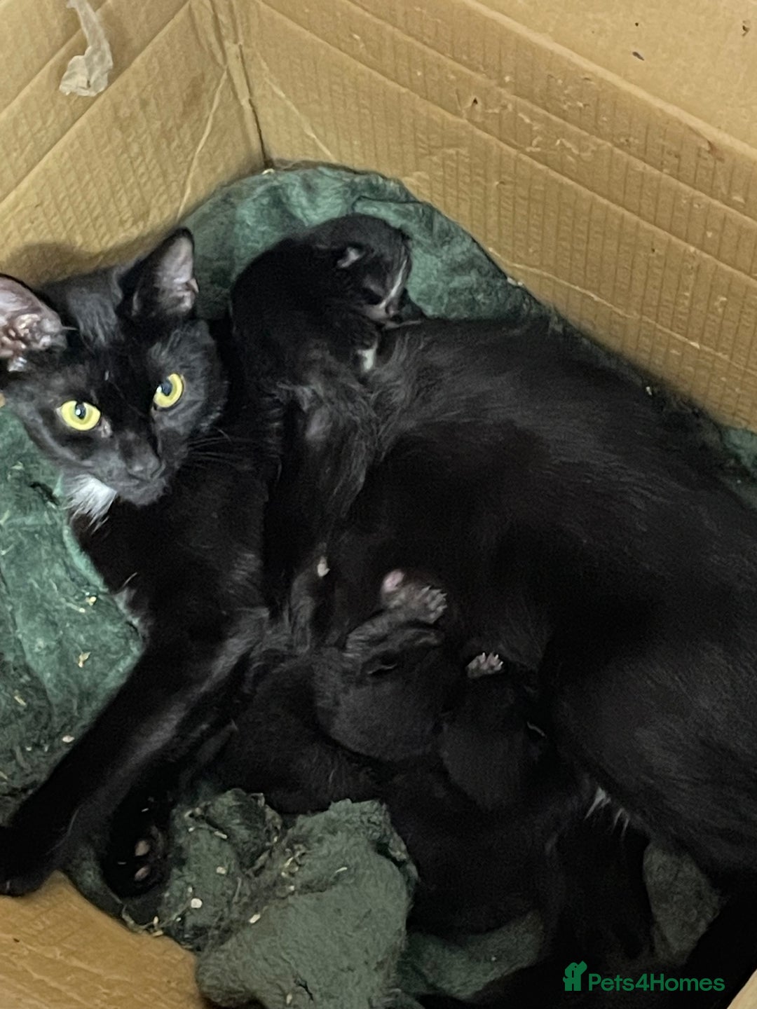 American Shorthair cats for sale: 3 kittens available October (tuxedo and black cat) - Image 2