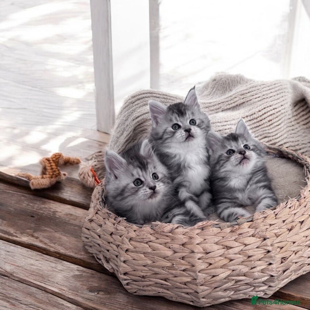 Maine Coon cats for sale: ✨🌟Beautiful The last little boy Maine Coon 😻🌟✨ - Image 23
