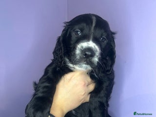 Cocker Spaniel dogs Stunning cocker spaniel puppies for sale - Advert 2