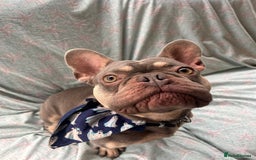 French Bulldog dogs for adoption: Pierre - Image 2
