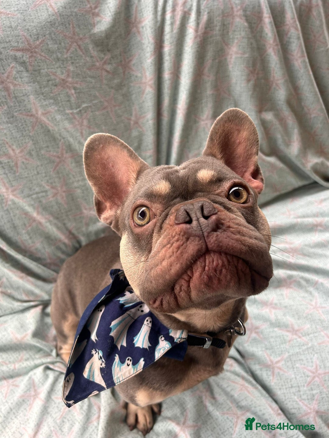 French Bulldog dogs for adoption: Pierre - Image 2