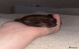 Shih Tzu dogs for sale: Family-Raised Shih Tzu Pups Looking 4 Loving Homes - Image 1