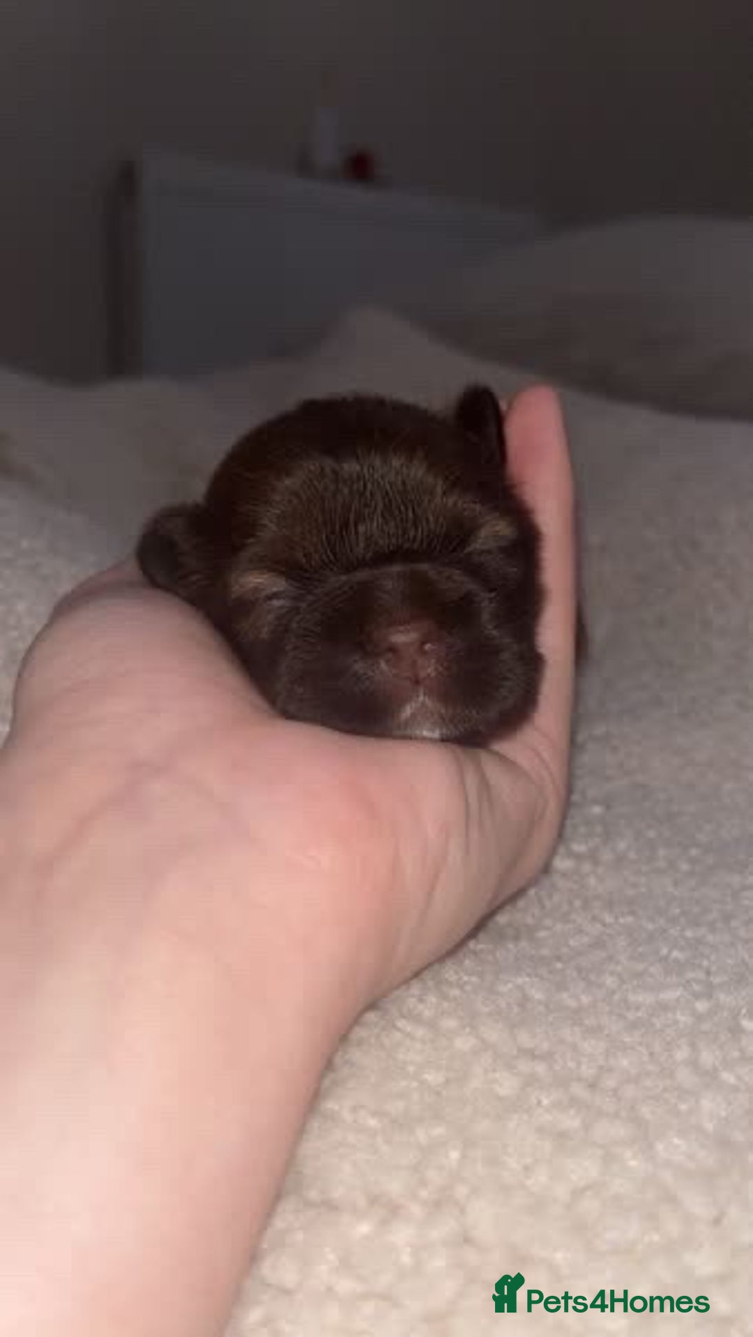 Shih Tzu dogs for sale: Family-Raised Shih Tzu Pups Looking 4 Loving Homes - Image 1