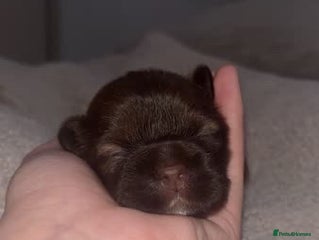 Shih Tzu dogs - Advert 1