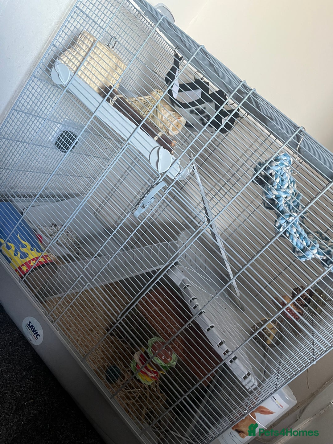 Rat rodents for sale: Two male rats with full set up - Advert 2