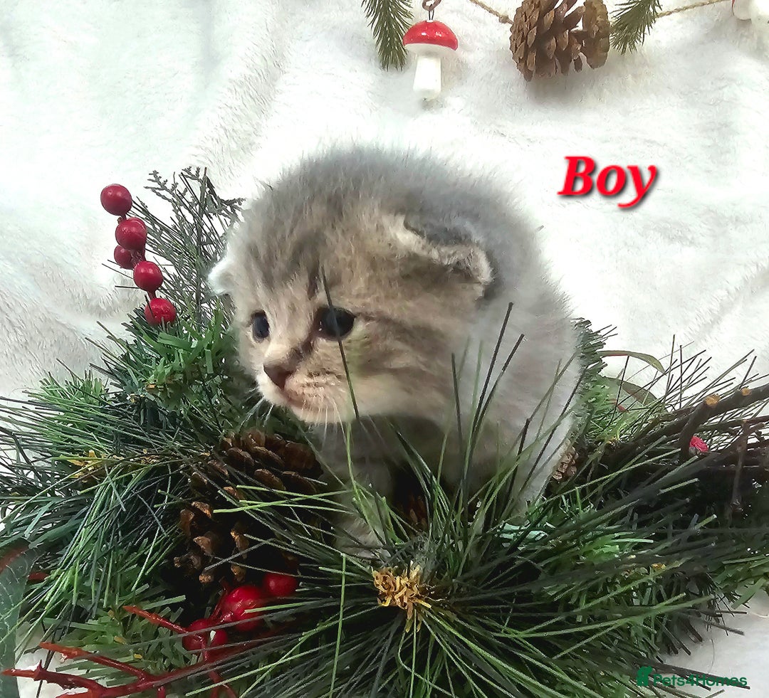 British Shorthair cats for sale: Beautiful British Shorthair Kittens for Sale - Advert 1