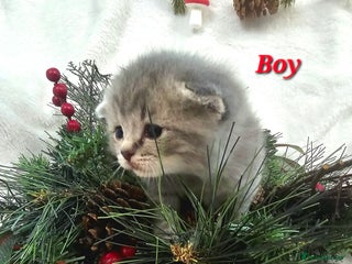 British Shorthair cats Beautiful British Shorthair Kittens for Sale - Advert 2