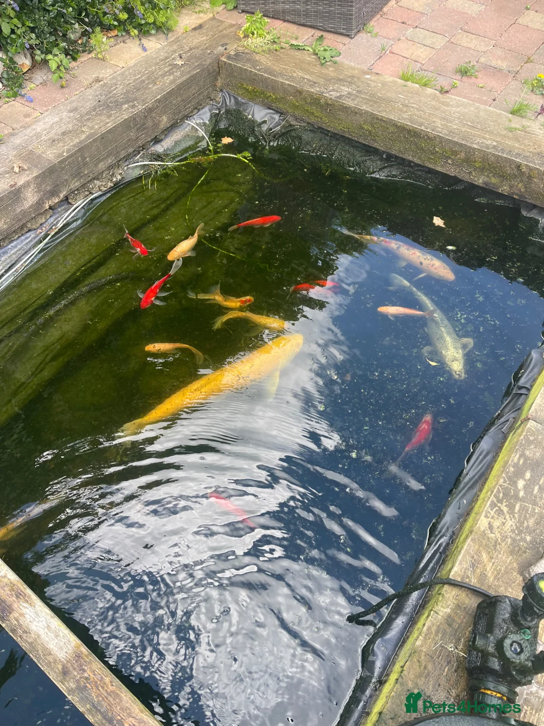 Koi Carp fish for sale: Pond closure in Milton Keynes - Advert 1