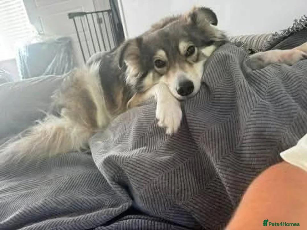 Mixed Breed dogs for adoption: Meet Maya, currently residing in Leicestershire in Loughborough - Advert 2