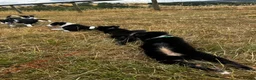 Mixed Breed dogs for sale: Kelpie x collies BEAUTIFUL LITTER - Advert 11