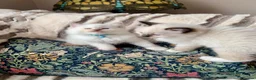 Ragdoll cats for sale: Beautiful mitted GCCF champion girls and boys  - Advert 5