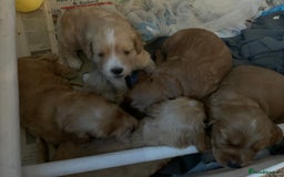 Cockapoo dogs for sale: Cockapoo puppies - Image 21