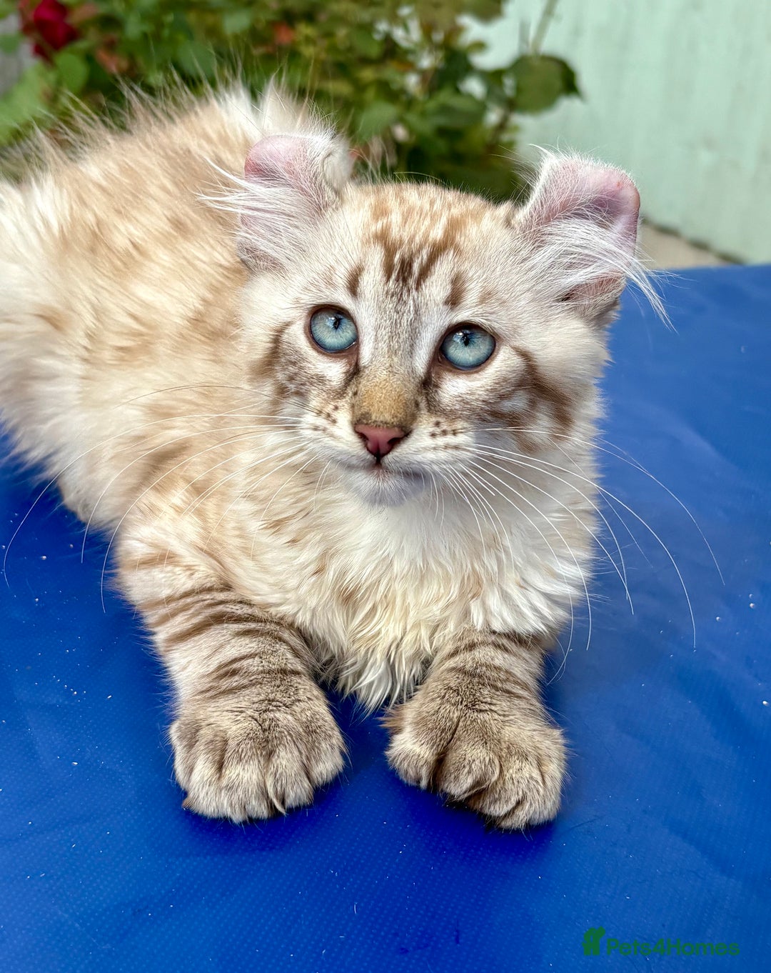 Keetso cats for sale: Stunning polydactyl longhaired snow leopard Keetso - Image 16