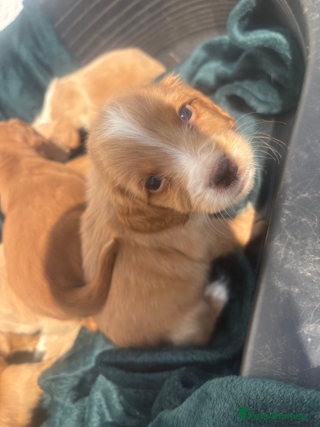 Cocker Spaniel dogs for sale: Cocker spaniel puppys - Image 10