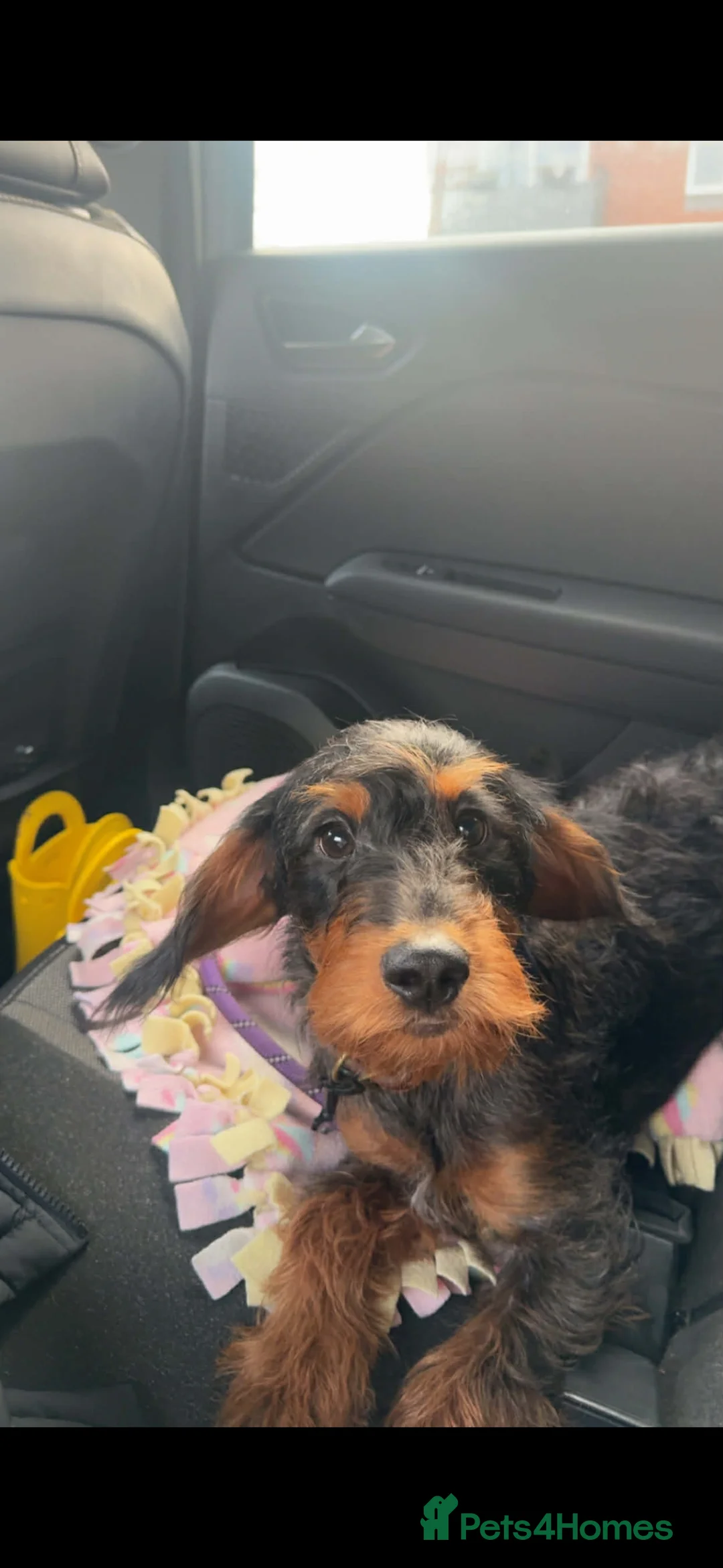 Doxiepoo dogs for sale: Gorgeous doxiepoo  - Advert 1