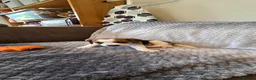 Beagle dogs for sale: Beautiful Beagle Puppies  in Coventry - Advert 31