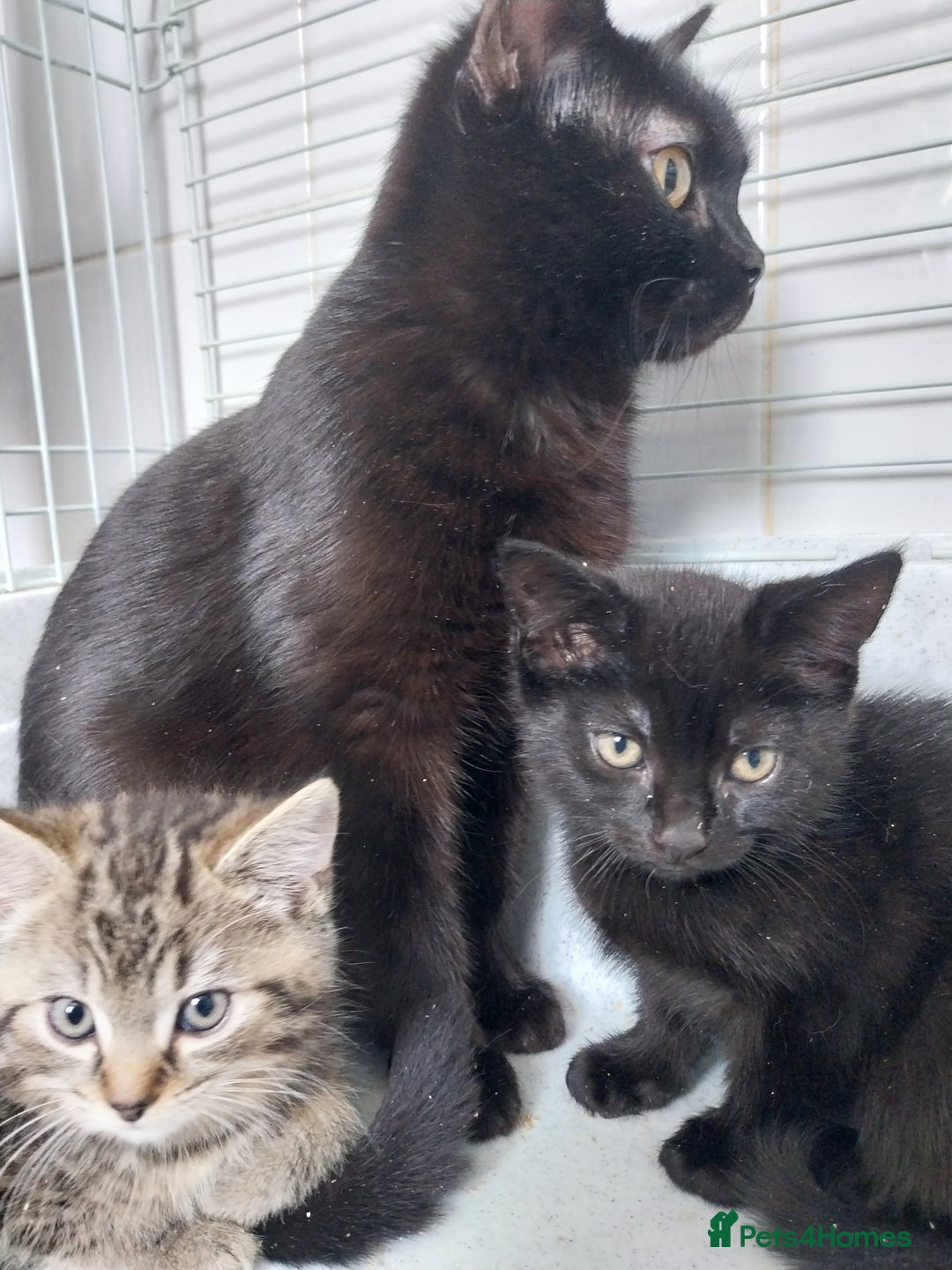 British Shorthair cats for sale: BBSH +British tabby shorthair in Manchester - Image 9