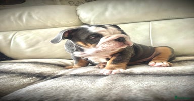 English Bulldog dogs - Advert 8