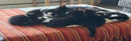 Mixed Breed cats for sale: Adorable kittens  - Advert 2