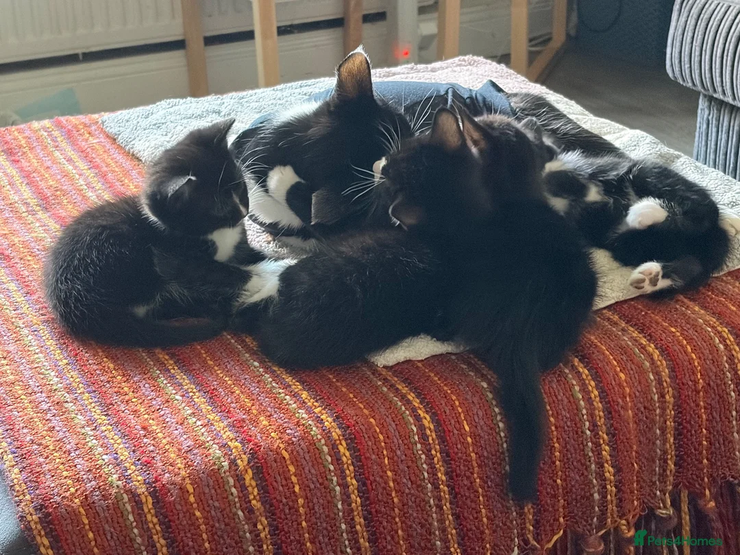 Mixed Breed cats for sale: Adorable kittens  - Advert 2