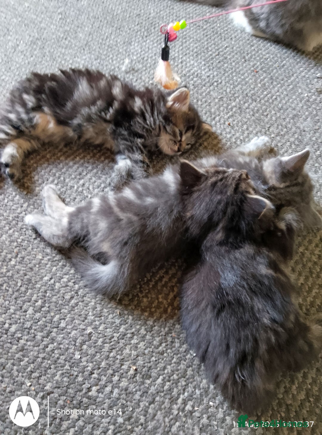 Norwegian Forest Cat cats for sale: 4 11 week old kittens  - Image 16