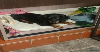 Miniature Dachshund dogs - Advert 13