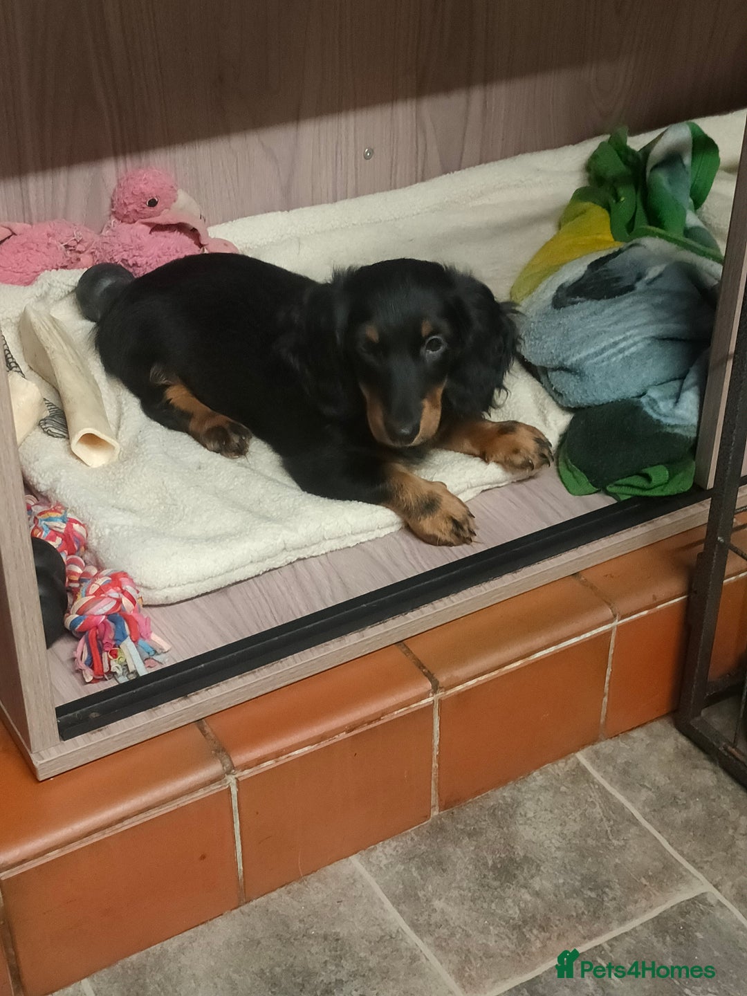 Miniature Dachshund dogs for sale: Handsome quality long haired male available  - Image 2