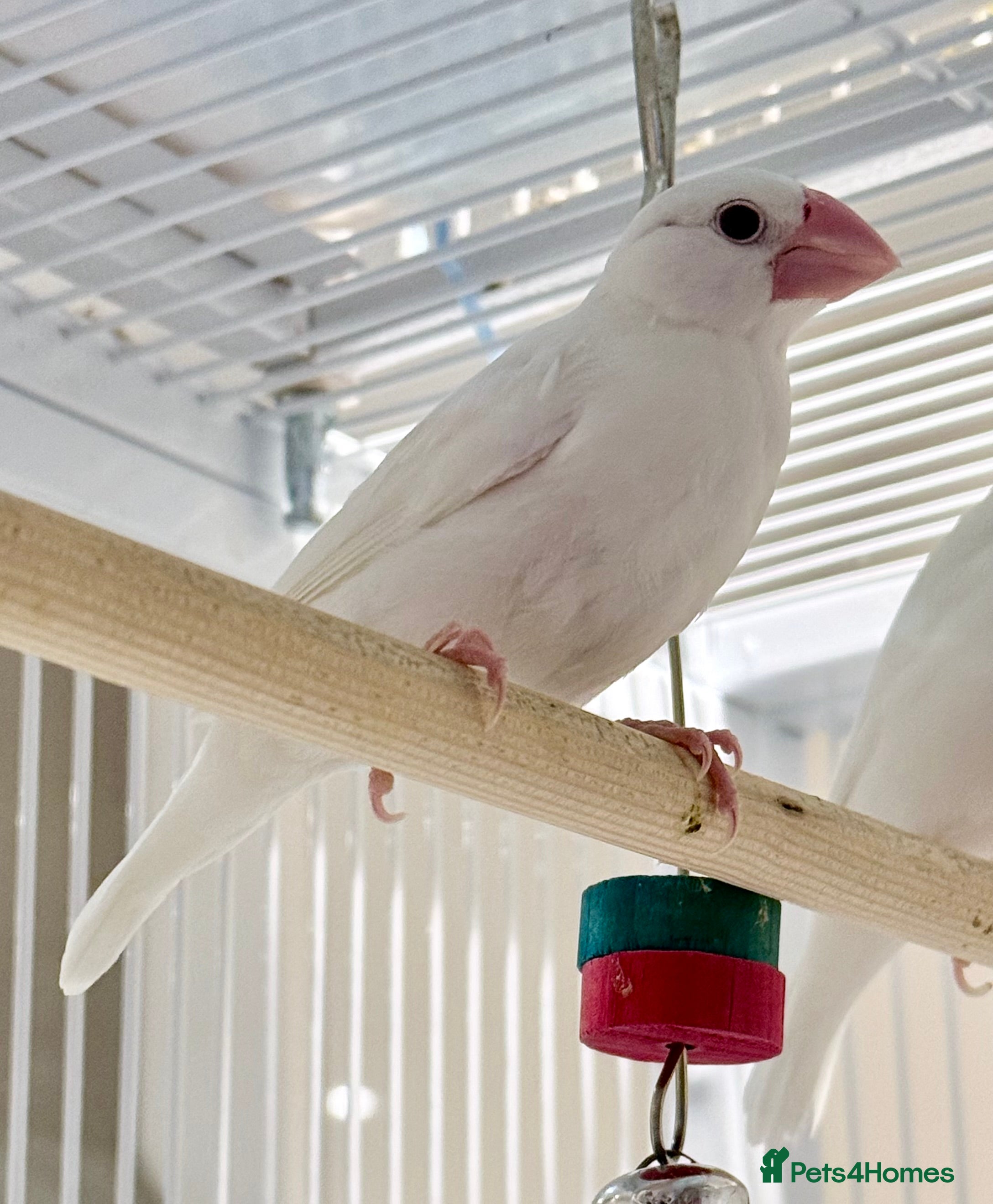 Finches birds White female Java sparrow in Runcorn - Advert 6