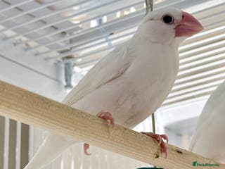 Finches birds White female Java sparrow in Runcorn - Advert 4