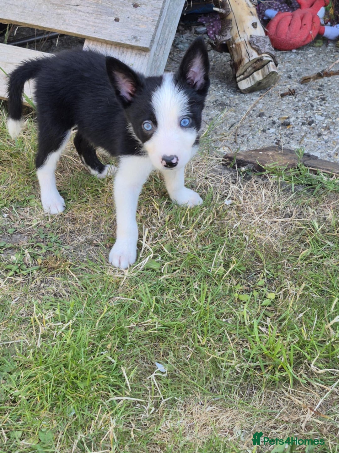 Welsh Collie dogs for sale: 3 collie puppys looking for there forever homes  - Image 4