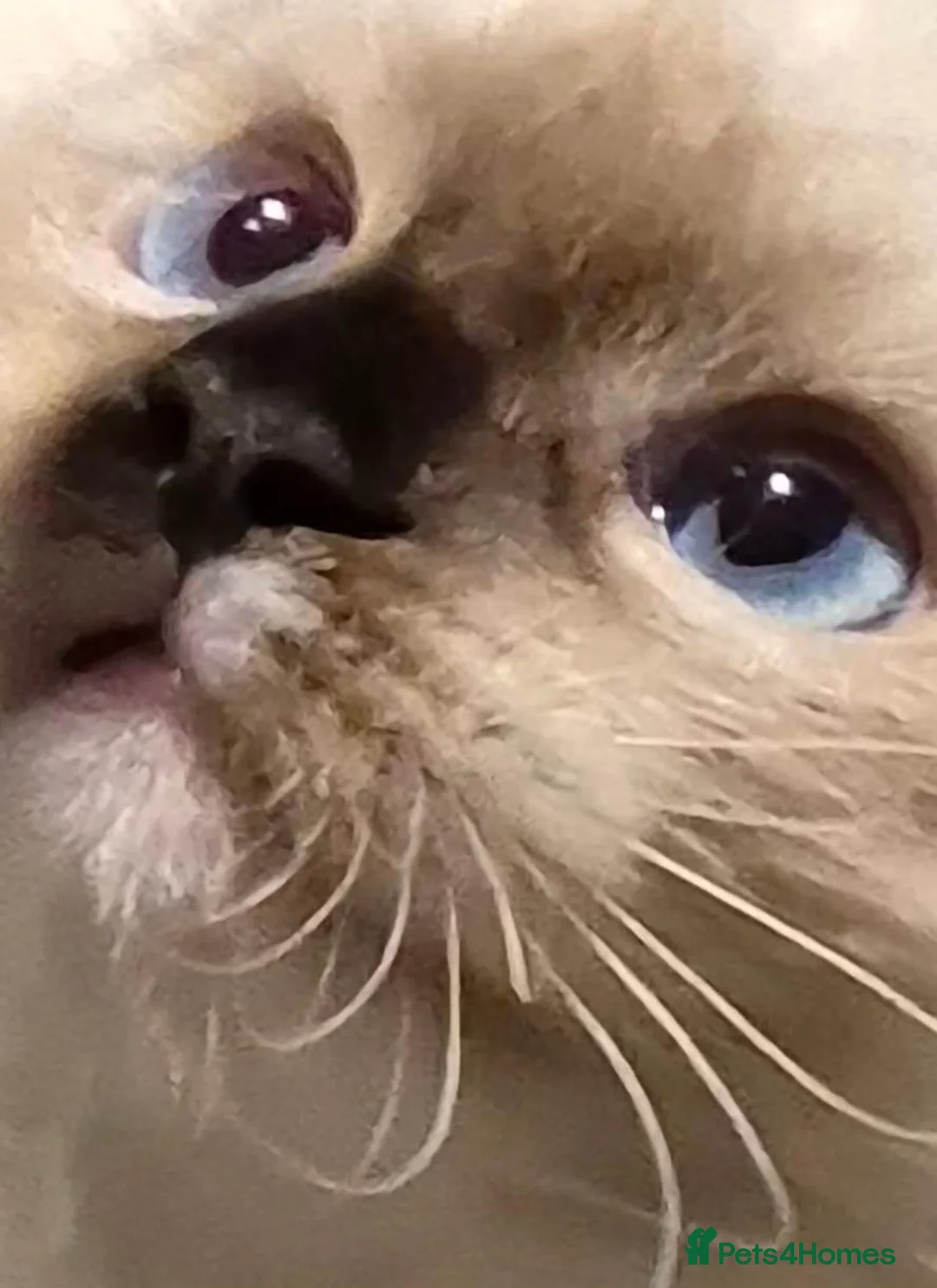Ragdoll cats for sale: Deep Blue eyes. Male **Available now** Ragdoll - Advert 2