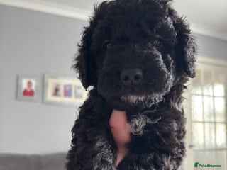 Cockapoo dogs - Advert 3