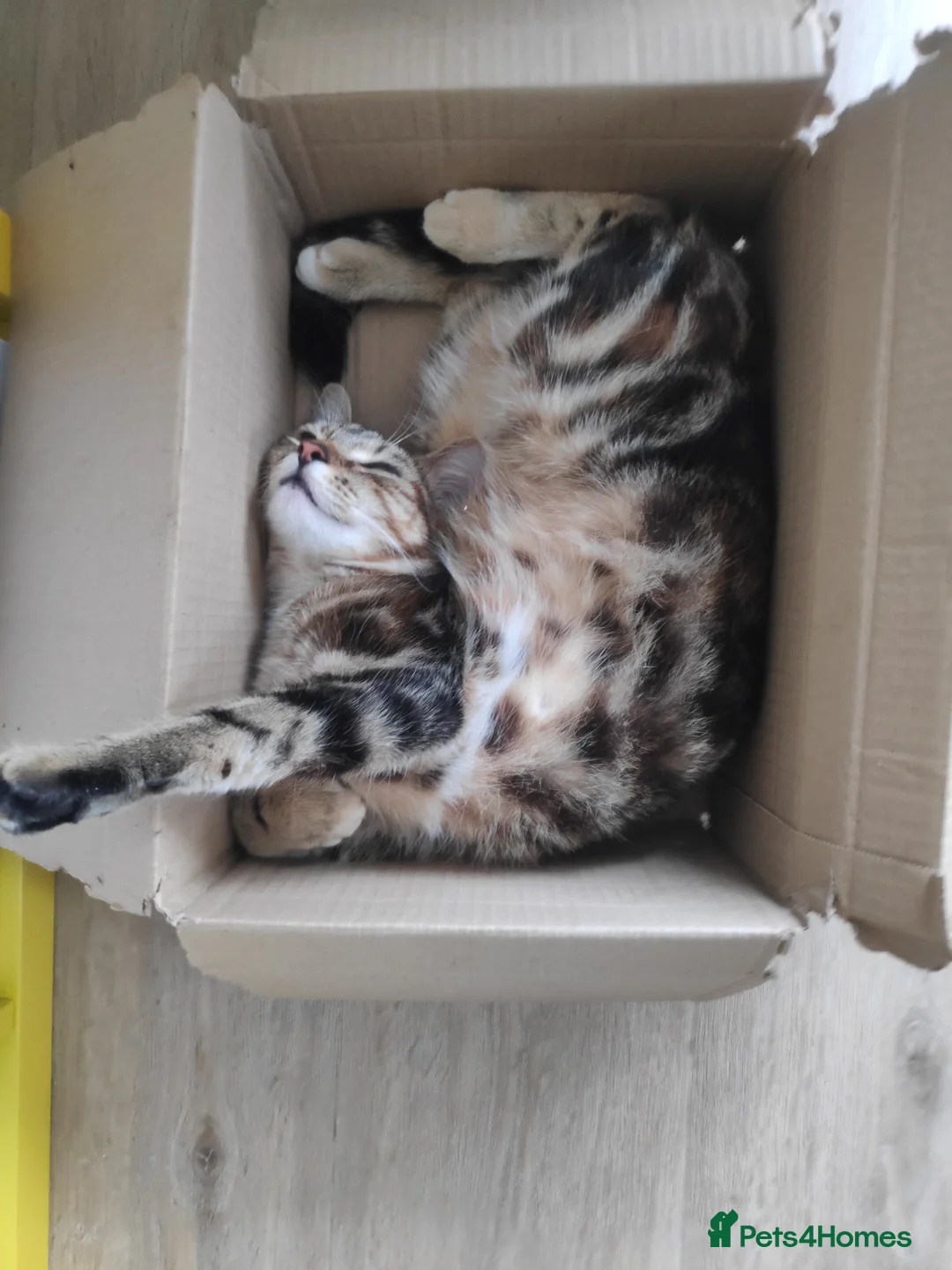 Mixed Breed cats for sale: Beanie in Nuneaton - Advert 1