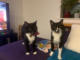 British Shorthair cats Juno and Minnie - Advert 2