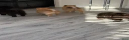 Pomeranian dogs for sale: 🐶 Stunning Pomeranian Puppies 2 Boys an 1 Girl 🐶 in Harlow - Advert 25