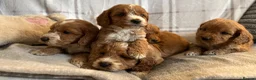 Cockapoo dogs for sale: F1b cockapoo puppies - Health test clear  in Staines - Advert 12