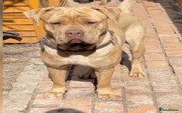 Bandog dogs for stud: Male Bandog for stud  - Image 3