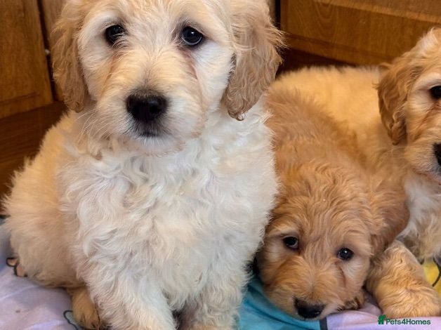 Goldendoodle dogs Cute Goldendoodle Ready for Their Forever Homes - Advert 2