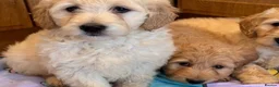 Goldendoodle dogs for sale: Cute Goldendoodle Ready for Their Forever Homes in Leicester - Advert 1