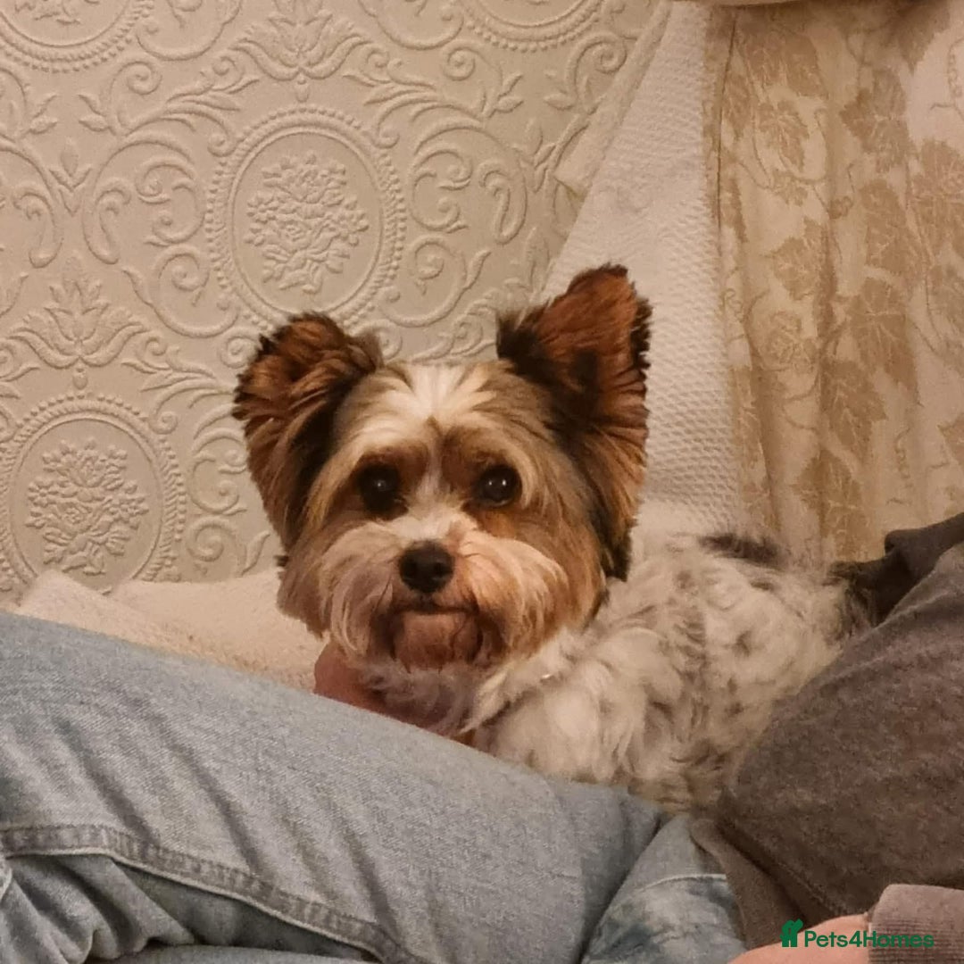 Biewer Terrier dogs for adoption: Archie -Fakenham Norfolk  - Advert 2