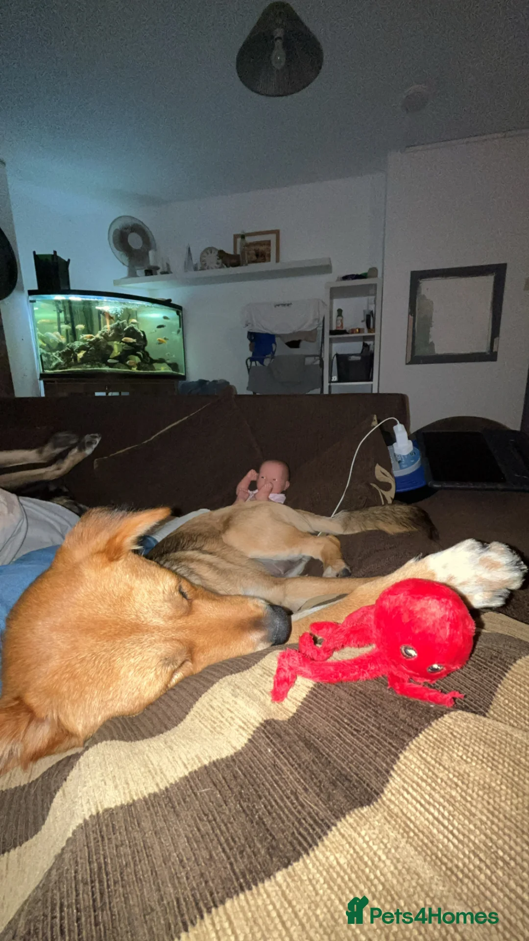 Mixed Breed dogs for sale: Korean Jindo x Sprollie  - Advert 6